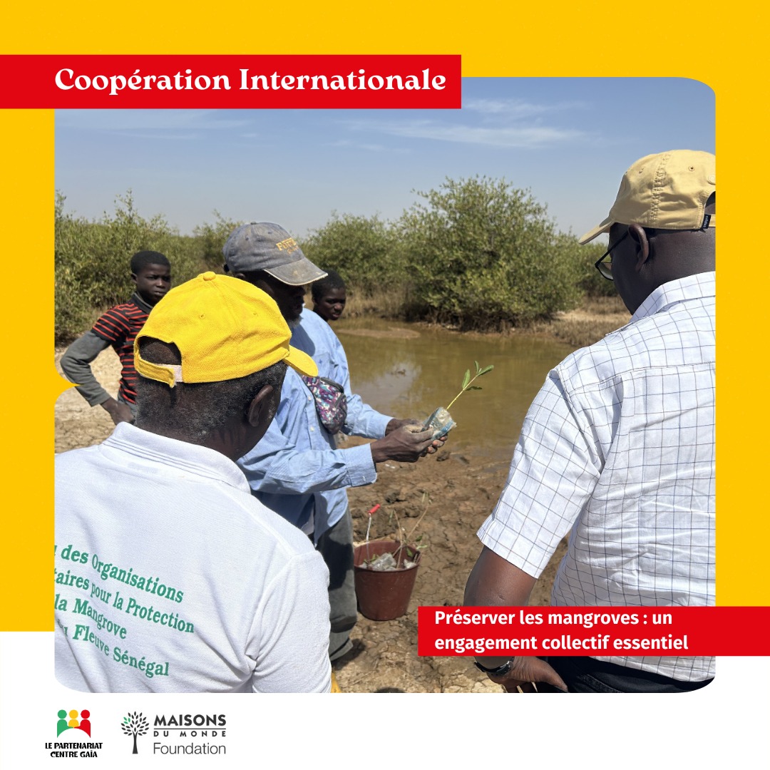 le=partenariat-gaia-senegal-mangroves